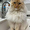 cat, fluffy, cream_colored, sitting, bathroom_sink, faucet, indoor, pet, animal, fur, whiskers, ears, face, portrait, domestic_cat, looking_at_camera, calm, household, toiletries, close_up
