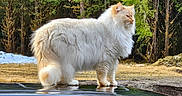 Ollie is registered to the contest to win money with this photo: cat, fluffy_cat, cream_colored, car_roof, black_car, forest, trees, outdoor, nature, animal, pet, feline, wildlife, sunlight, grass, reflection, standing, majestic, regal, serene