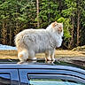 cat, fluffy_cat, cream_colored, car_roof, black_car, forest, trees, outdoor, nature, animal, pet, feline, wildlife, sunlight, grass, reflection, standing, majestic, regal, serene