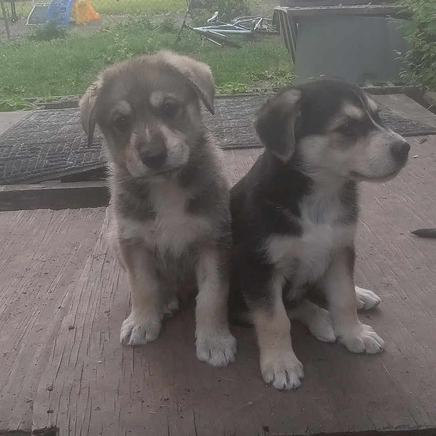 Teddy Bear And Dotty joined the competition — help win amazing prizes! animal, companions, curious, cute, daylight, dogs, fence, fur, grass, house, nature, outdoor, pets, playful, puppies, sitting, toys, wooden_platform, yard, young