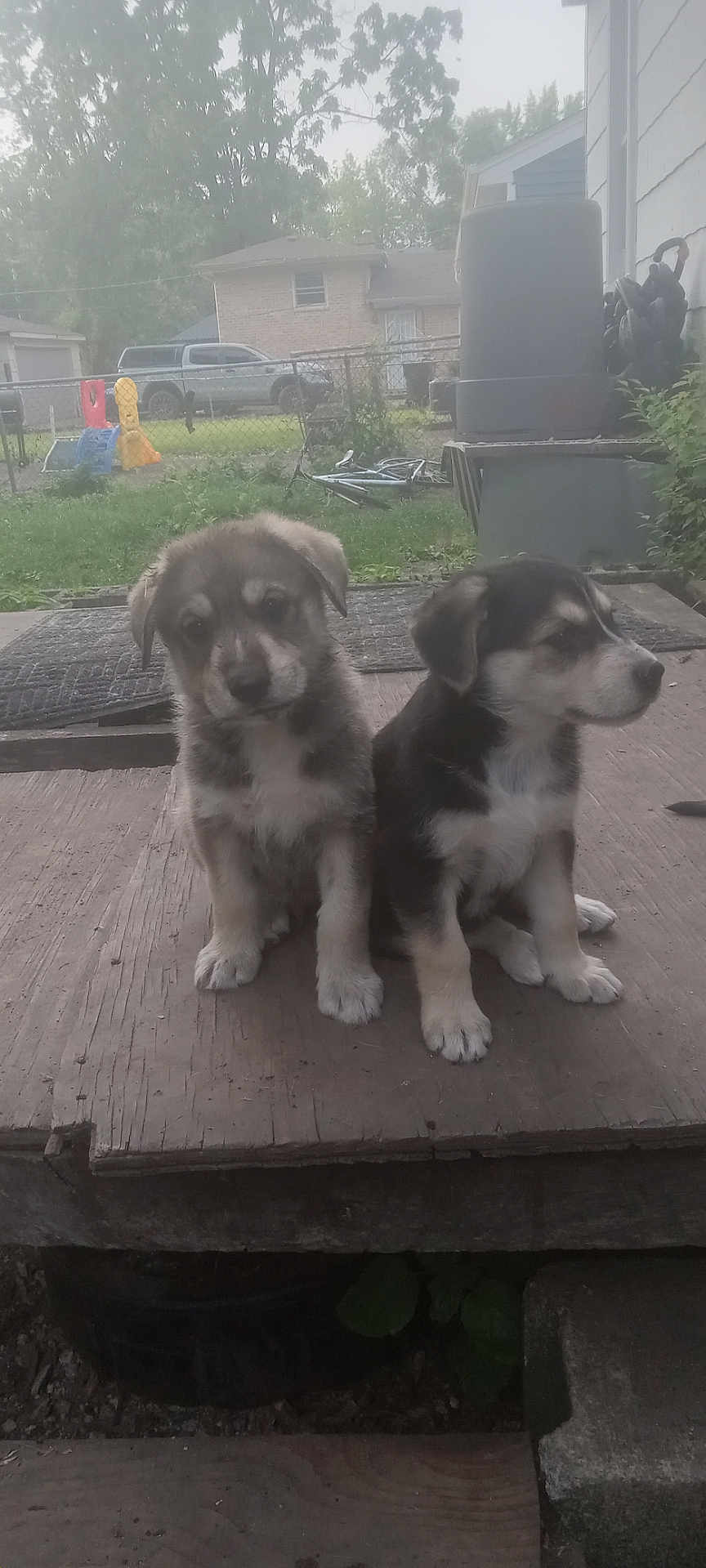 Teddy Bear And Dotty joined the competition — help win amazing prizes! puppies, dogs, outdoor, wooden_platform, yard, fence, grass, house, toys, pets, cute, animal, young, companions, nature, daylight, sitting, curious, fur, playful