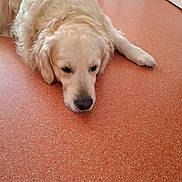 Oslo a rejoint le concours — aidez-le/la à gagner de superbes lots ! dog, golden_retriever, lying_down, indoor, floor, speckled_floor, pet, canine, fur, relaxed, sleepy, animal, mammal, companion, domestic_animal, home, carpet, resting, cute, calm