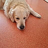 dog, golden_retriever, lying_down, indoor, floor, speckled_floor, pet, canine, fur, relaxed, sleepy, animal, mammal, companion, domestic_animal, home, carpet, resting, cute, calm