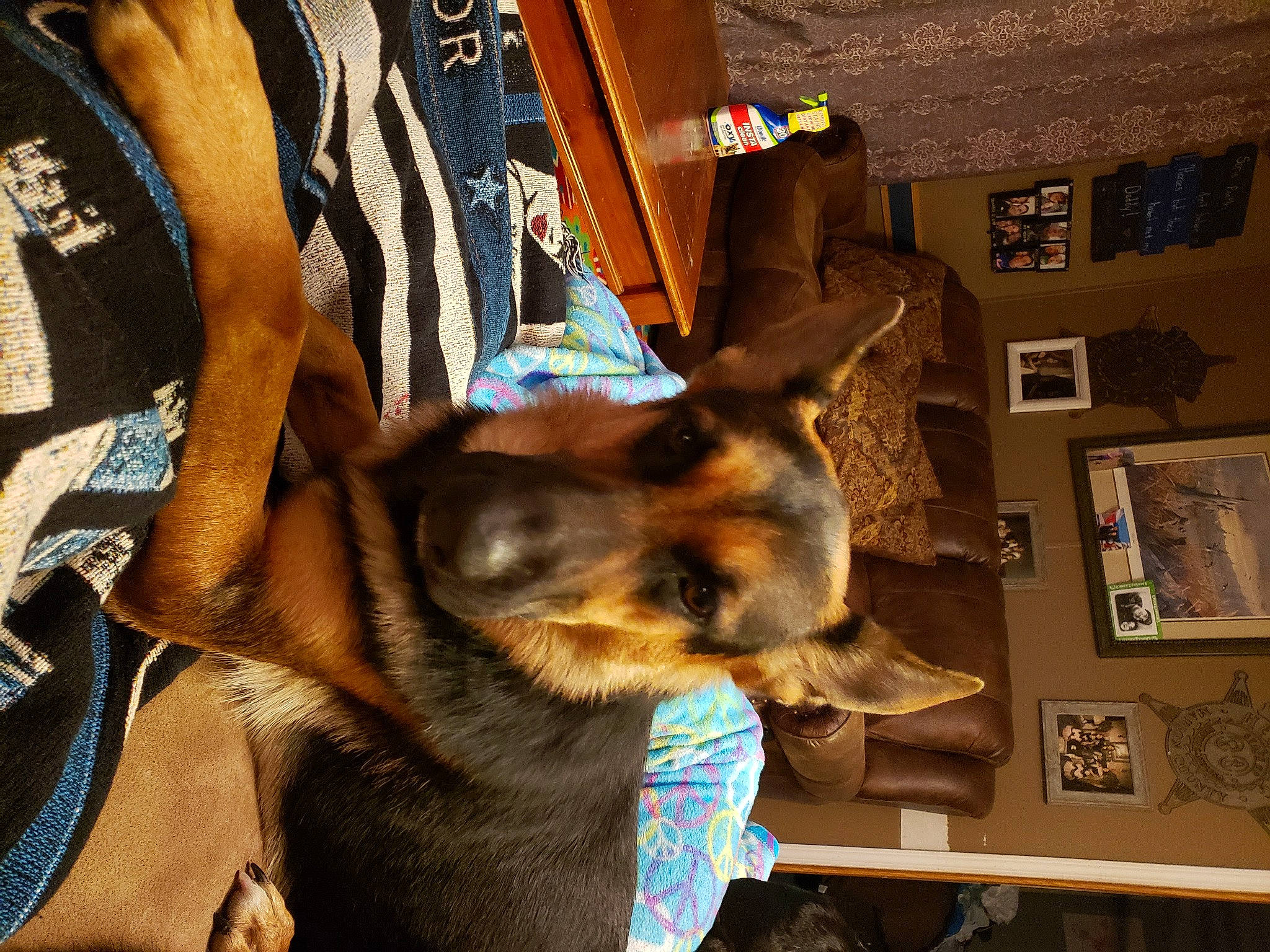 Kimber is registered to the contest to win money with this photo: brown, canidae, carnivore, collar, dog, dog_breed, fur, german_shepherd_dog, guard_dog, herding_dog, king_shepherd, old_german_shepherd_dog, pet_supply, picture_frame, police_dog, shelf, snout, sporting_group, tan, vertebrate