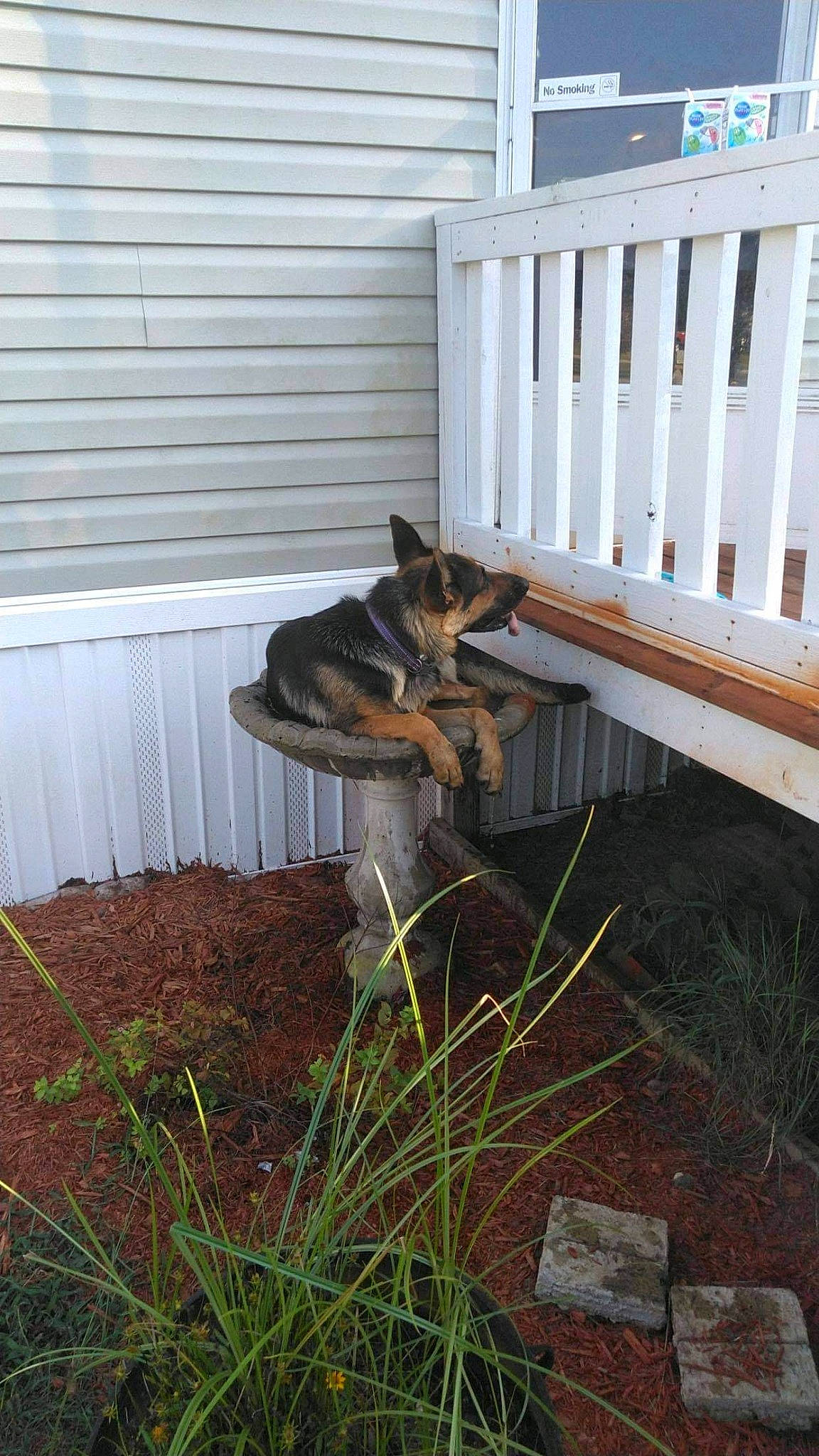 Kimber is registered to the contest to win money with this photo: backyard, canidae, carnivore, collar, companion_dog, dog, dog_breed, dog_supply, german_shepherd_dog, guard_dog, herding_dog, home, home_fencing, old_german_shepherd_dog, siding, snout, sporting_group, wood_stain, working_dog, yard