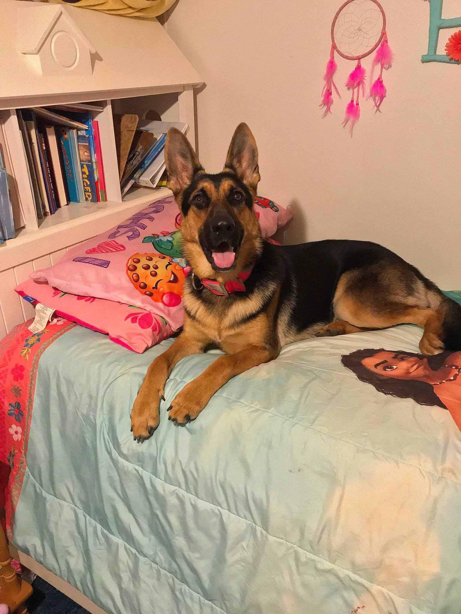 Kimber joined the competition — help win amazing prizes! bed, bed_sheet, bedding, bookcase, carnivore, dog, dog_breed, dog_supply, fawn, guard_dog, home_accessories, interior_design, linens, room, shelf, shelving, snout, sporting_group, vertebrate, working_animal