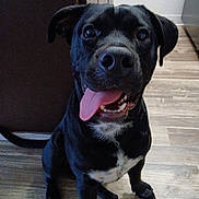 Blacky is registered to the contest to win money with this photo: dog, black_dog, pet, tongue_out, happy, indoor, floor, wooden_floor, sitting, canine, animal, cute, friendly, domestic_animal, playful, close_up, muzzle, ears, nose, teeth