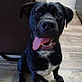 dog, black_dog, pet, tongue_out, happy, indoor, floor, wooden_floor, sitting, canine, animal, cute, friendly, domestic_animal, playful, close_up, muzzle, ears, nose, teeth