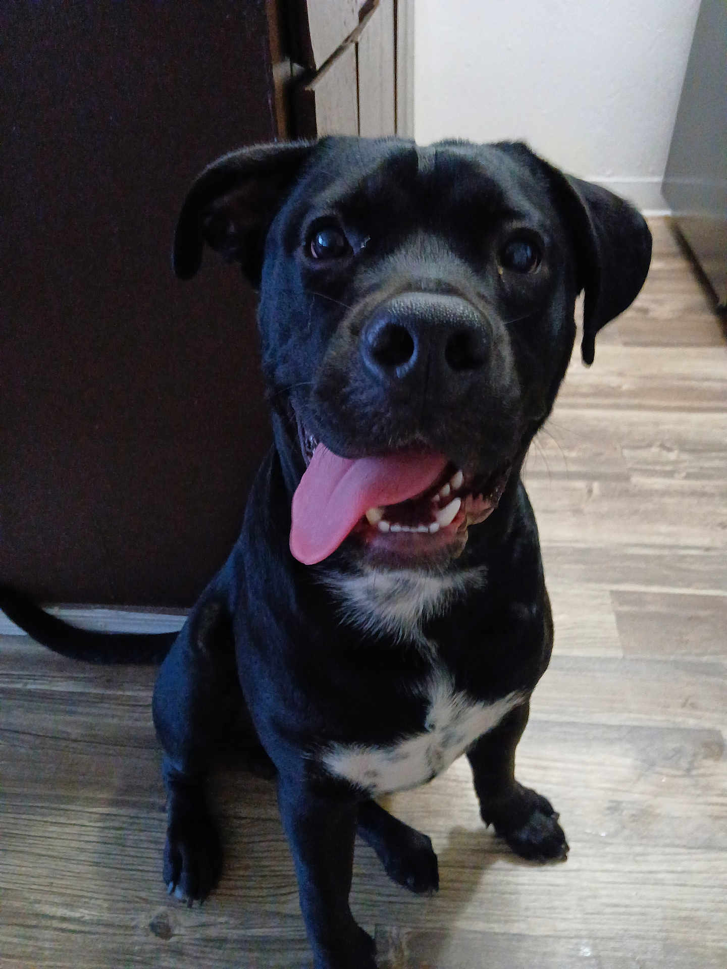 Blacky is registered to the contest to win money with this photo: dog, black_dog, pet, tongue_out, happy, indoor, floor, wooden_floor, sitting, canine, animal, cute, friendly, domestic_animal, playful, close_up, muzzle, ears, nose, teeth