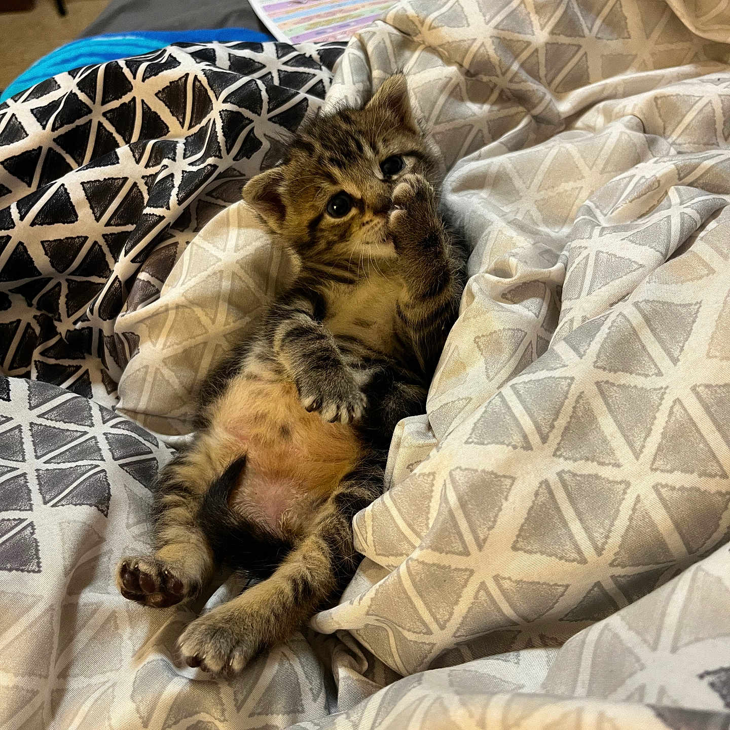 Mylo joined the competition — help win amazing prizes! animal, bed, bedroom, blanket, car, cat, couch, cushion, furniture, homedecor, indoors, kitten, manx, person, pet, quilt, room, sleeping, transportation, vehicle