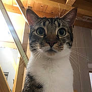 Simba a rejoint le concours — aidez-le/la à gagner de superbes lots ! cat, tabby, indoor, wooden_beams, whiskers, close_up, curious, pet, animal, feline, ears, eyes, nose, fur, portrait, house, domestic, looking_up, mammal, face