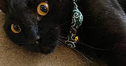Bob Meowley is registered to the contest to win money with this photo: cat, black_cat, pet, animal, close_up, yellow_eyes, collar, bell, indoor, carpet, fur, whiskers, cute, lying_down, domestic_cat, feline, portrait, resting, curious, green_collar