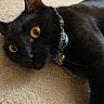 cat, black_cat, pet, animal, close_up, yellow_eyes, collar, bell, indoor, carpet, fur, whiskers, cute, lying_down, domestic_cat, feline, portrait, resting, curious, green_collar