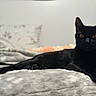 Bob Meowley is registered to the contest to win money with this photo: cat, black_cat, pet, animal, feline, indoor, bed, blanket, relaxing, laying_down, fur, whiskers, ears, eyes, cozy, soft, domestic_animal, resting, cute, companion