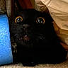 Bob Meowley is registered to the contest to win money with this photo: black_cat, cat, wide_eyes, close_up, indoor, blanket, blue_foam, carpet, peeking, pet, animal, fur, whiskers, cute, surprised, expression, domestic_cat, face, nose, mouth