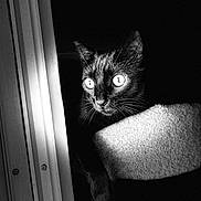 Bob Meowley joined the competition — help win amazing prizes! cat, black_cat, animal, pet, eyes, dark, shadow, window, light, contrast, indoor, feline, whiskers, portrait, closeup, mysterious, texture, monochrome, black_and_white, dramatic_lighting