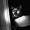 cat, black_cat, animal, pet, eyes, dark, shadow, window, light, contrast, indoor, feline, whiskers, portrait, closeup, mysterious, texture, monochrome, black_and_white, dramatic_lighting