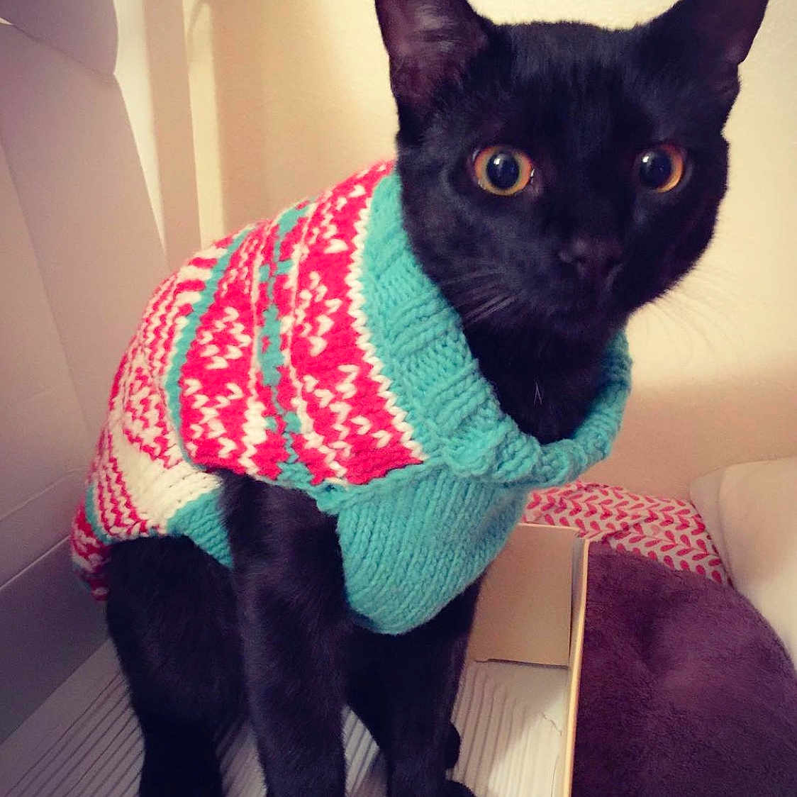 Bob Meowley joined the competition — help win amazing prizes! cat, black_cat, knitted_sweater, holiday_sweater, pet, indoor, animal, cute, alert, wide_eyes, feline, cozy, warm, sitting, close_up, portrait, domestic_cat, fur, whiskers, holiday