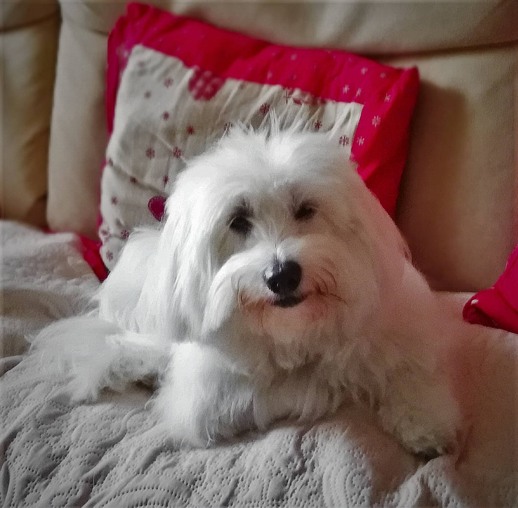 Ina participe au concours pour gagner de l'argent avec cette photo : canidae, carnivore, companion_dog, dog, dog_breed, fur, maltepoo, non_sporting_group, small_terrier, sporting_group, terrier, throw_pillow, toy_dog, white, working_animal