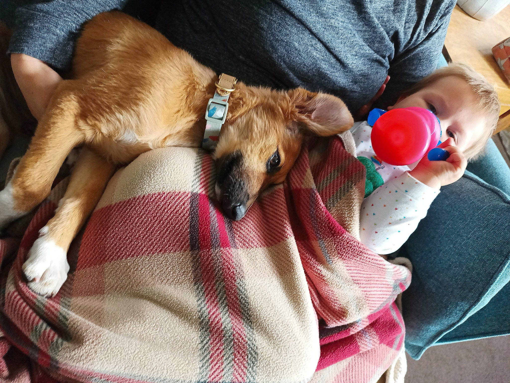 Bailey is registered to the contest to win money with this photo: canidae, carnivore, collar, comfort, companion_dog, dog, dog_breed, dog_collar, dog_supply, fawn, fur, lap, linens, paw, pet_supply, snout, sporting_group, stuffed_toy, toy, working_animal