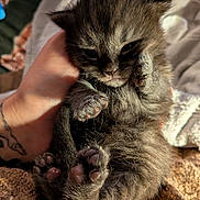 Nermal is registered to the contest to win money with this photo: kitten, cat, baby_animal, sleepy, paw, furry, hand, tattoo, cozy, blanket, closeup, cute, domestic_animal, pet, fur, resting, small, young, animal, sleep