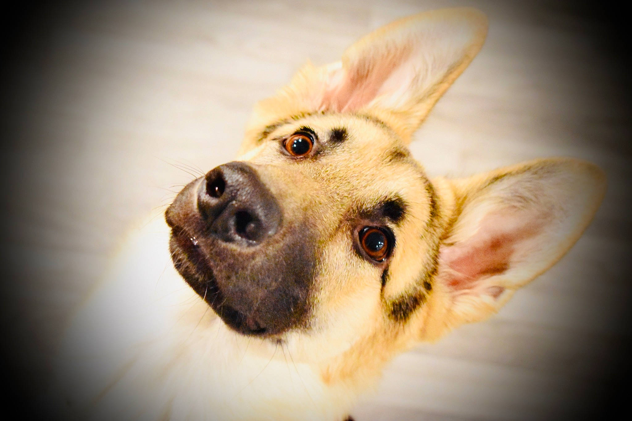 Cassidy is registered to the contest to win money with this photo: ancient_dog_breeds, canidae, carnivore, close_up, companion_dog, dog, dog_breed, ear, eyelash, fawn, fur, non_sporting_group, paw, puppy, snout, sporting_group, welsh_corgi, whiskers, working_animal, working_dog