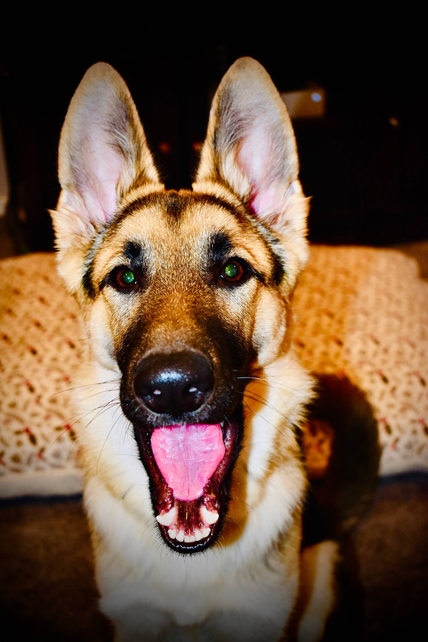 Cassidy joined the competition — help win amazing prizes! canidae, carnivore, close_up, companion_dog, dog, dog_breed, ear, east_european_shepherd, fang, fawn, flash_photography, fur, german_shepherd_dog, herding_dog, jaw, snout, sporting_group, terrestrial_animal, whiskers, working_dog