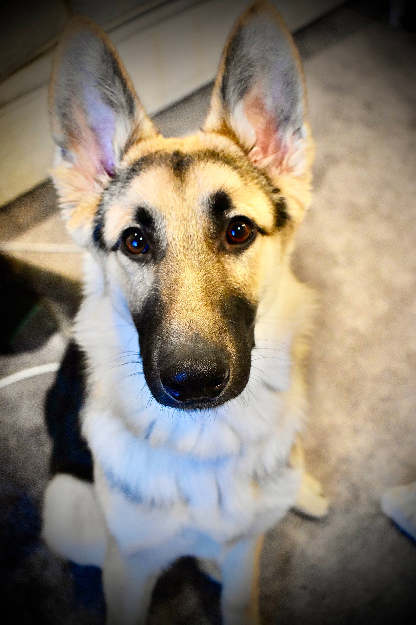 Cassidy is registered to the contest to win money with this photo: canidae, carnivore, collar, companion_dog, dog, dog_breed, ear, east_european_shepherd, eye, fawn, fur, german_shepherd_dog, jaw, non_sporting_group, sitting, snout, sporting_group, terrestrial_animal, whiskers, working_dog