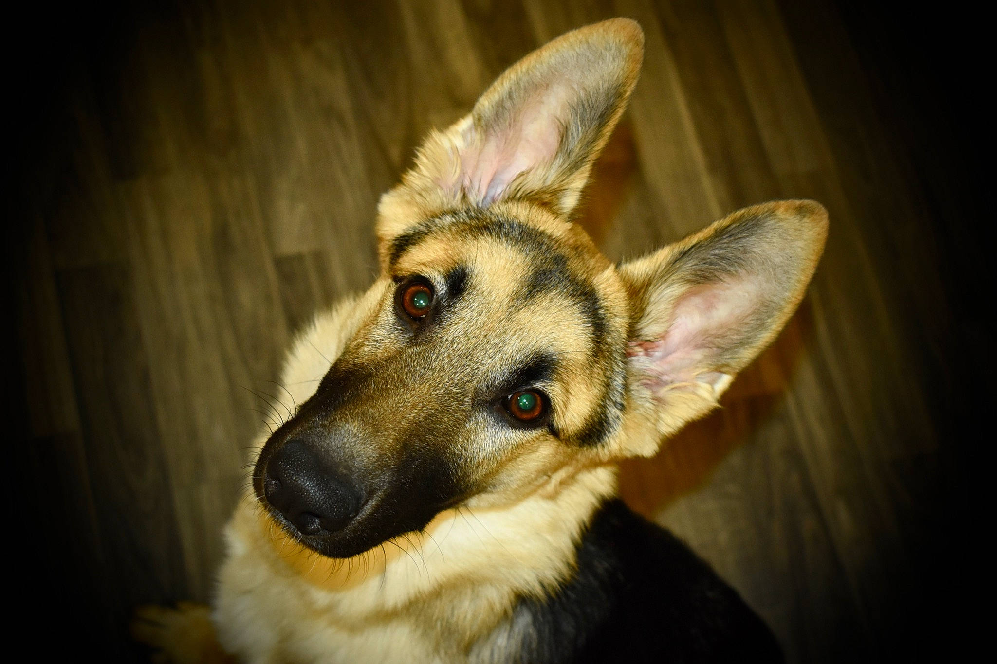 Cassidy joined the competition — help win amazing prizes! biting, canidae, carnivore, companion_dog, dog, dog_breed, ear, east_european_shepherd, event, eye, fawn, fur, german_shepherd_dog, human_body, jaw, snout, sporting_group, terrestrial_animal, whiskers, wildlife