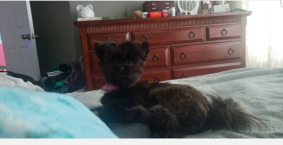 Mollie joined the competition — help win amazing prizes! black_cat, cairn_terrier, canidae, carnivore, cat, dog, dog_breed, felidae, kitten, maine_coon, mammal, persian, puppy, small_to_medium_sized_cats, tail, terrier, vertebrate, yorkshire_terrier