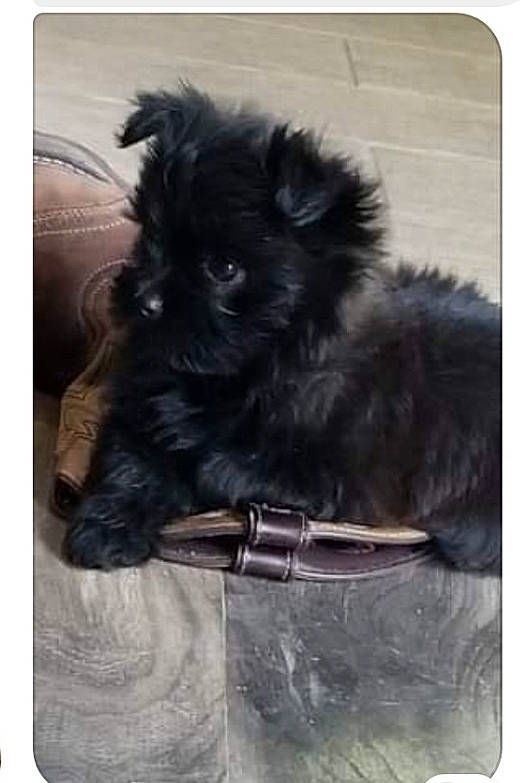 Mollie joined the competition — help win amazing prizes! affenpinscher, bolonka, cairn_terrier, canidae, carnivore, chinese_imperial_dog, companion_dog, dog, dog_breed, havanese, maltese, mammal, morkie, pekapoo, puppy, schnoodle, shih_tzu, toy_dog, yorkipoo, yorkshire_terrier