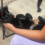 Pepper is registered to the contest to win money with this photo: black_cat, cat, pet, relaxed, indoor, person_holding, cozy, cushion, furniture, paws, animal, fur, resting, comfort, human_arm, carpet, legs, casual, home, cute