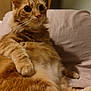 Garfield a rejoint le concours — aidez-le/la à gagner de superbes lots ! cat, orange_tabby, fluffy, pet, indoor, bed, pillow, fur, whiskers, relaxed, curious, closeup, animal, mammal, cute, feline, home, portrait, laying, soft