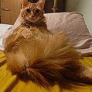 Garfield a rejoint le concours — aidez-le/la à gagner de superbes lots ! cat, ginger_cat, fluffy, bed, pillow, yellow_sheet, indoor, pet, feline, relaxed, wide_eyes, long_hair, tail, cute, animal, domestic, sleepy, fur, whiskers, portrait