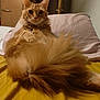 cat, ginger_cat, fluffy, bed, pillow, yellow_sheet, indoor, pet, feline, relaxed, wide_eyes, long_hair, tail, cute, animal, domestic, sleepy, fur, whiskers, portrait