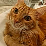 Garfield a rejoint le concours — aidez-le/la à gagner de superbes lots ! cat, orange_tabby, close_up, sink, whiskers, fur, pet, domestic_animal, cute, curious, animal, indoor, relaxed, face, ears, eyes, muzzle, portrait, feline, resting