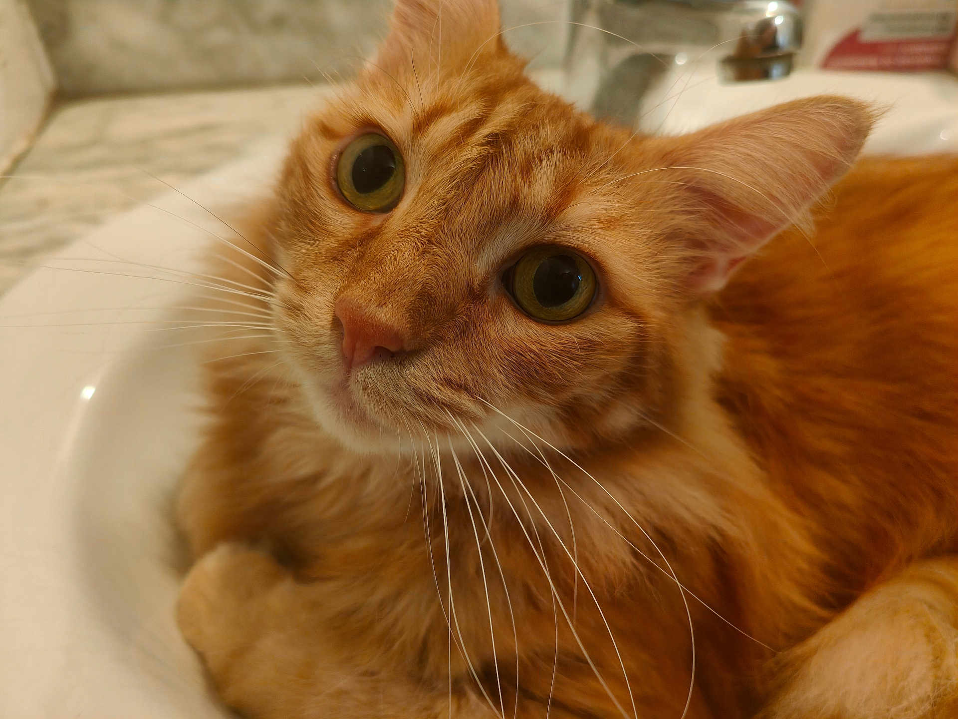 Garfield