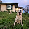 dog, yawning, grass, house, outdoor, pet, animal, mammal, canine, nature, yard, daytime, blurred_background, greenery, relaxed, sitting, tongue, fur, cute, domestic