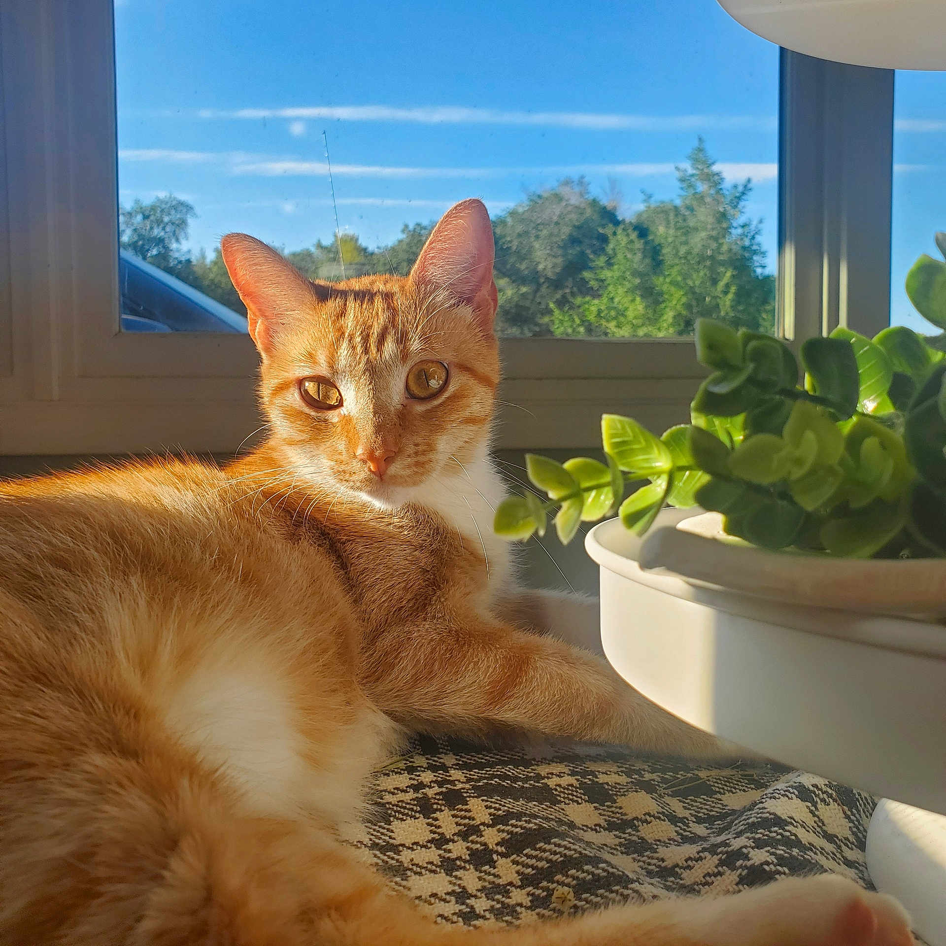 Stella joined the competition — help win amazing prizes! cat, ginger_cat, indoor, sunlight, window, plant, greenery, blanket, relaxing, feline, pet, animal, cozy, daylight, nature_outside, domestic, orange_fur, whiskers, ears, portrait