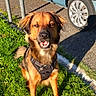 dog, brown_dog, harness, grass, green_grass, sunlight, outdoor, pet, canine, animal, park, car, blue_car, wheel, shadow, pavement, nature, friendly, happy, sitting