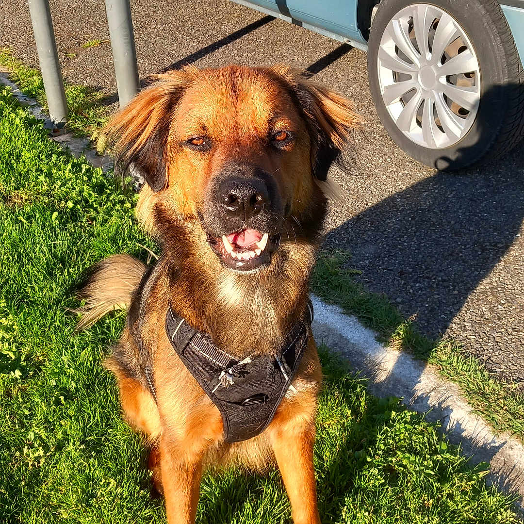 Jazz a rejoint le concours — aidez-le/la à gagner de superbes lots ! dog, brown_dog, harness, grass, green_grass, sunlight, outdoor, pet, canine, animal, park, car, blue_car, wheel, shadow, pavement, nature, friendly, happy, sitting