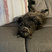 Cookie joined the competition — help win amazing prizes! animal, cat, couch, cozy, curious, cute, fur, furniture, home, indoor, pet, pillow, relaxed, resting, soft, tabby, tail, upside_down, whiskers, wide_eyes