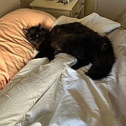 Oreo is registered to the contest to win money with this photo: bed, black_cat, blanket, comforter, couch, cozy, domestic_cat, feline, furniture, indoor, lamp, nightstand, pillow, resting, sleeping, soft_light, table, white_bedding, window_light, wooden_furniture