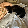 bed, black_cat, blanket, comforter, couch, cozy, domestic_cat, feline, furniture, indoor, lamp, nightstand, pillow, resting, sleeping, soft_light, table, white_bedding, window_light, wooden_furniture