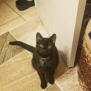 Beauregard joined the competition — help win amazing prizes! animal, basket, black_cat, cat, collar, curious, cute, domestic, feline, floor, foot, home, indoor, looking_up, pet, sitting, tag, tile_floor, water_dispenser, yellow_eyes