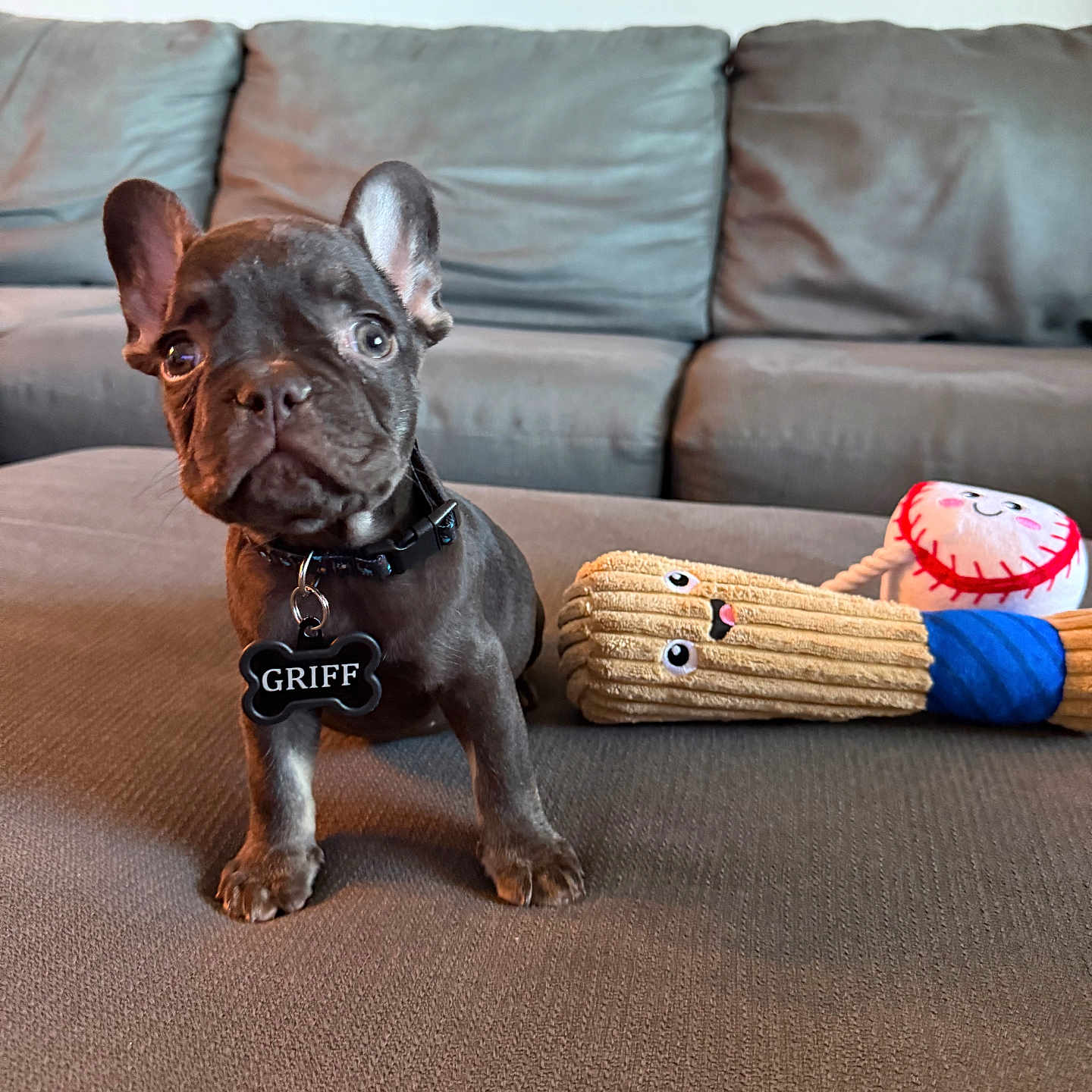 Griff joined the competition — help win amazing prizes! adorable, animal, brown_surface, canine, collar, couch, cute, dog, ears, eyes, french_bulldog, home, indoor, living_room, pet, pet_tag, plush_toy, puppy, small_dog, toy