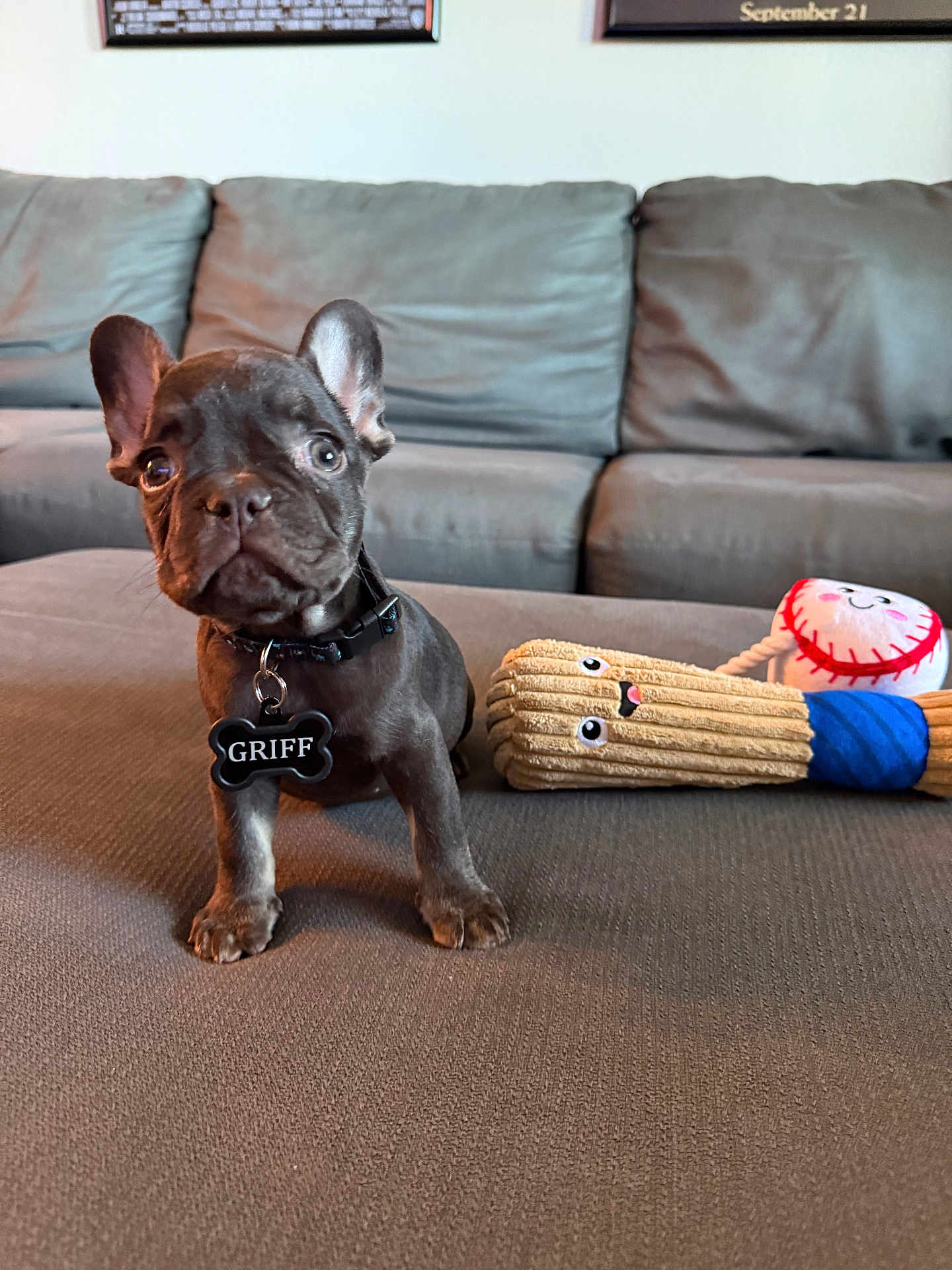 Griff joined the competition — help win amazing prizes! adorable, animal, brown_surface, canine, collar, couch, cute, dog, ears, eyes, french_bulldog, home, indoor, living_room, pet, pet_tag, plush_toy, puppy, small_dog, toy