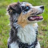 Angy participe au concours pour gagner de l'argent avec cette photo : dog, australian_shepherd, blue_eyes, fur, harness, pet, canine, outdoor, grass, animal, portrait, looking_up, fluffy, happy, nature, muzzle, ears, tongue, smiling, close_up