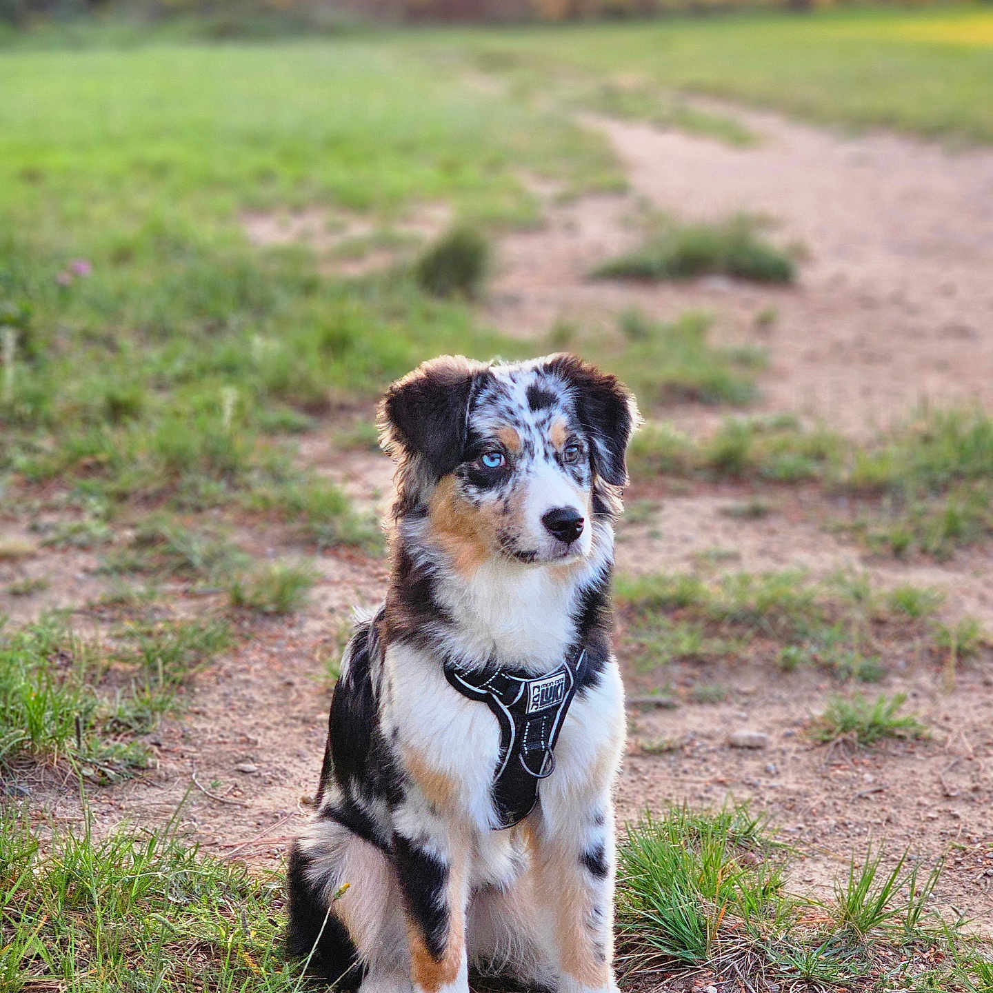 Angy a rejoint le concours — aidez-le/la à gagner de superbes lots ! dog, puppy, australian_shepherd, animal, outdoor, grass, dirt_path, sunset, nature, pet, fur, sitting, canine, harness, young_dog, ears, eyes, portrait, cute, daylight