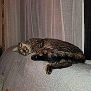 Willow participe au concours pour gagner de l'argent avec cette photo : cat, tabby, sleeping, feline, indoor, couch, blanket, curtains, resting, cozy, pet, fur, whiskers, relaxed, soft, home, comfort, animal, nap, striped